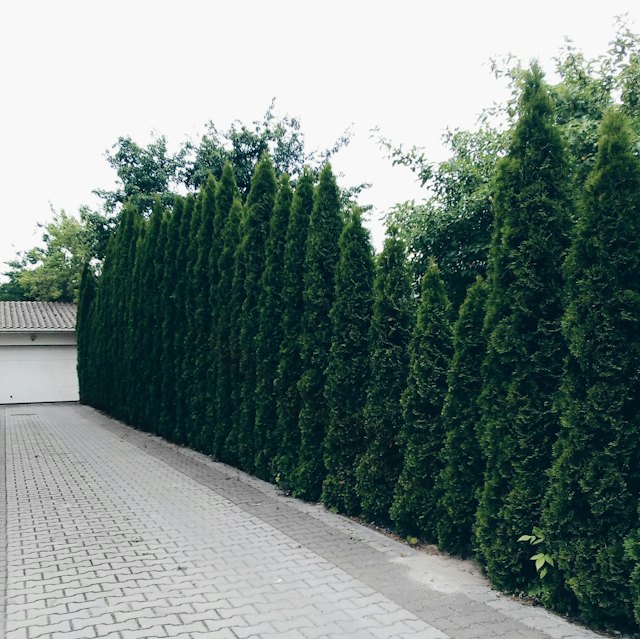 Een hoge groene haag langs een oprit in klinkers